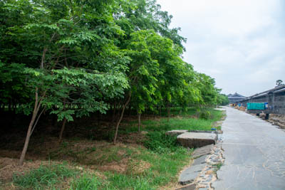 dsc 4966